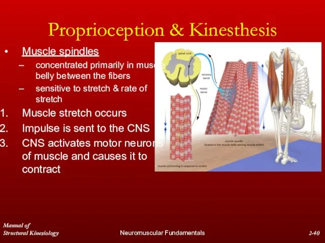 Manual of Structural Kinesiology Neuromuscular Fundamentals 2- Proprioception & Kinesthesis Muscle spindles