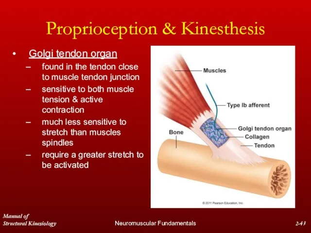 Manual of Structural Kinesiology Neuromuscular Fundamentals 2- Proprioception & Kinesthesis Golgi tendon