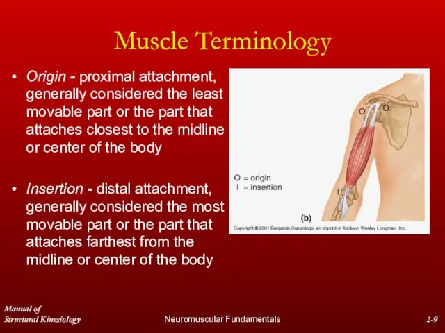 Manual of Structural Kinesiology Neuromuscular Fundamentals 2- Muscle Terminology Origin - proximal