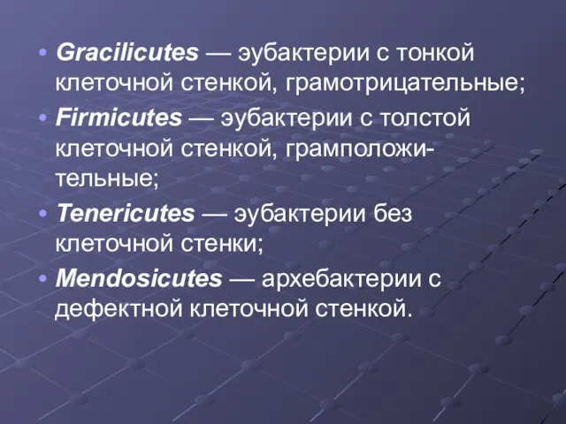 Gracilicutes — эубактерии с тонкой клеточной стенкой, грамотрицательные; Firmicutes — эубактерии с