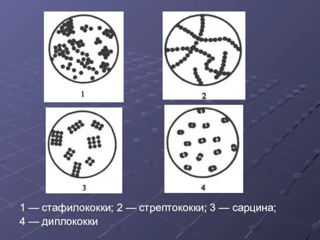 1 — стафилококки; 2 — стрептококки; 3 — сарцина; 4 — диплококки