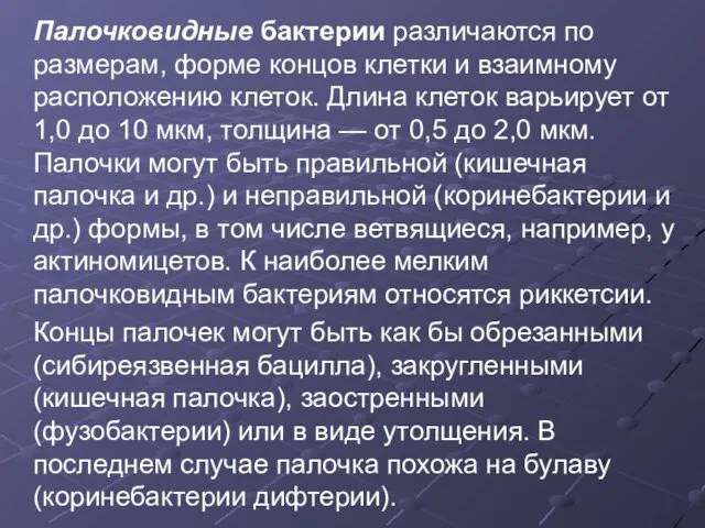 Палочковидные бактерии различаются по размерам, форме концов клетки и взаимному расположению клеток.