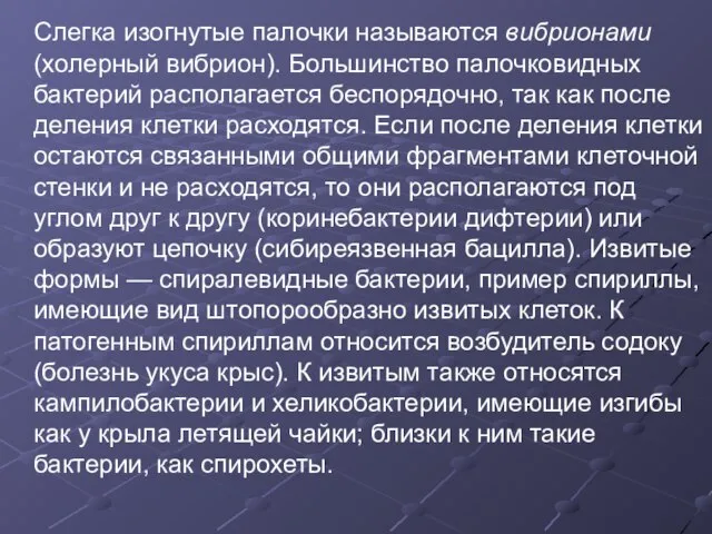 Слегка изогнутые палочки называются вибрионами (холерный вибрион). Большинство палочковидных бактерий располагается беспорядочно,