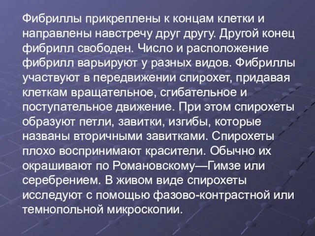 Фибриллы прикреплены к концам клетки и направлены навстречу друг другу. Другой конец