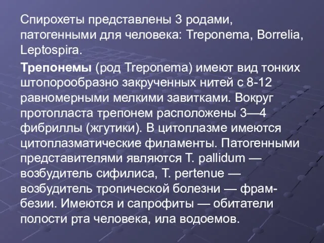 Спирохеты представлены 3 родами, патогенными для человека: Treponema, Borrelia, Leptospira. Трепонемы (род