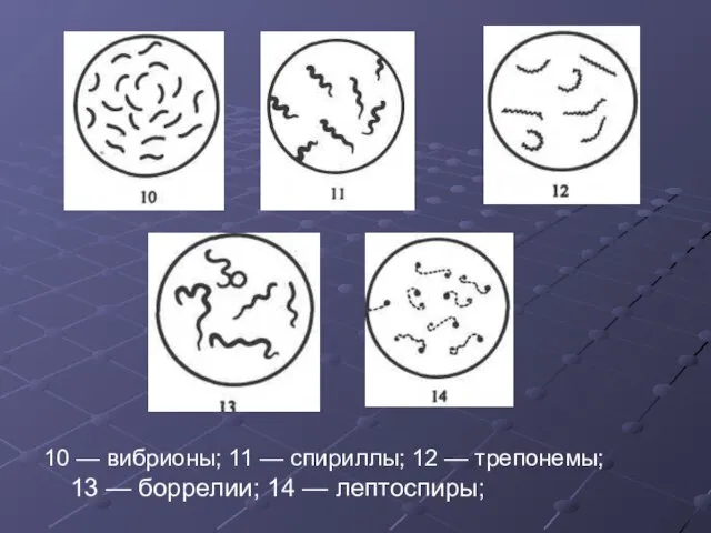 10 — вибрионы; 11 — спириллы; 12 — трепонемы; 13 — боррелии; 14 — лептоспиры;