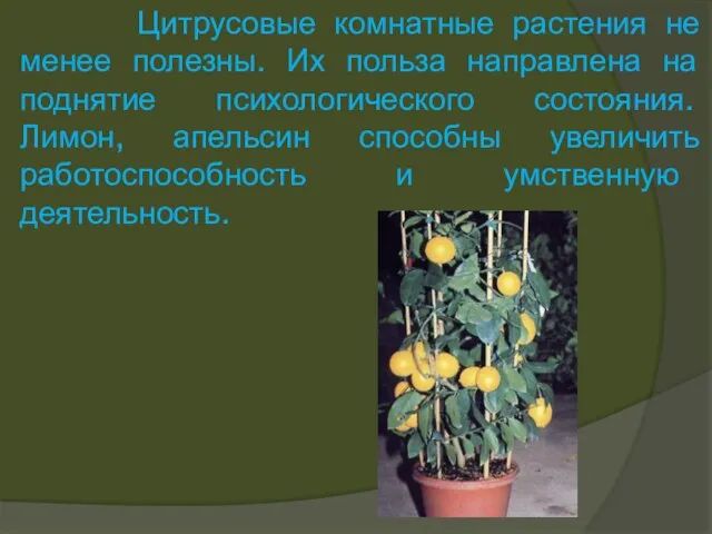 Цитрусовые комнатные растения не менее полезны. Их польза направлена на поднятие психологического