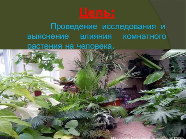 Цель: Проведение исследования и выяснение влияния комнатного растения на человека.