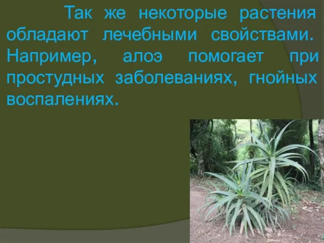 Так же некоторые растения обладают лечебными свойствами. Например, алоэ помогает при простудных заболеваниях, гнойных воспалениях.