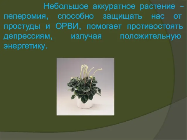 Небольшое аккуратное растение – пеперомия, способно защищать нас от простуды и ОРВИ,