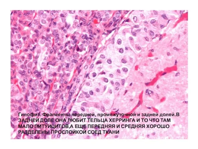 Гипофиз. Фрагменты передней, промежуточной и задней долей.В ЗАДНЕЙ ДОЛЕ ОНА ЛЮБИТ ТЕЛЬЦА