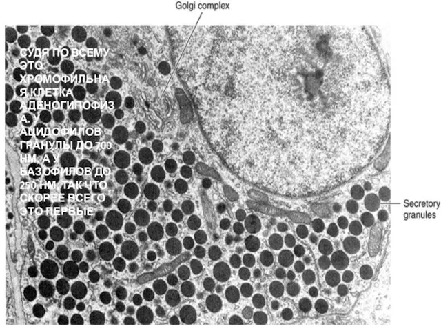 СУДЯ ПО ВСЕМУ ЭТО ХРОМОФИЛЬНАЯ КЛЕТКА АДЕНОГИПОФИЗА. У АЦИДОФИЛОВ ГРАНУЛЫ ДО 700