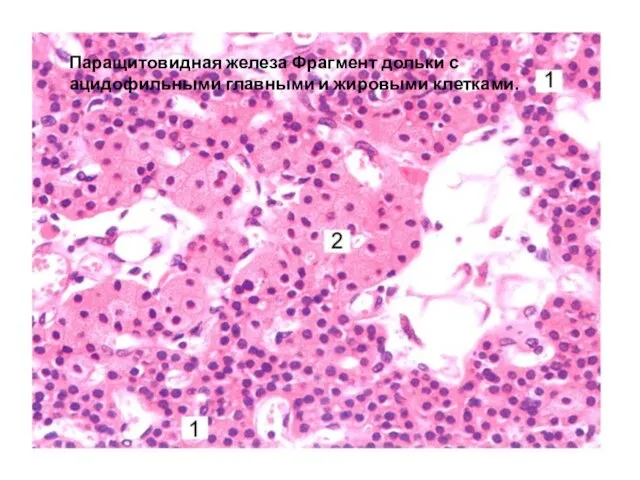 Паращитовидная железа Фрагмент дольки с ацидофильными главными и жировыми клетками.