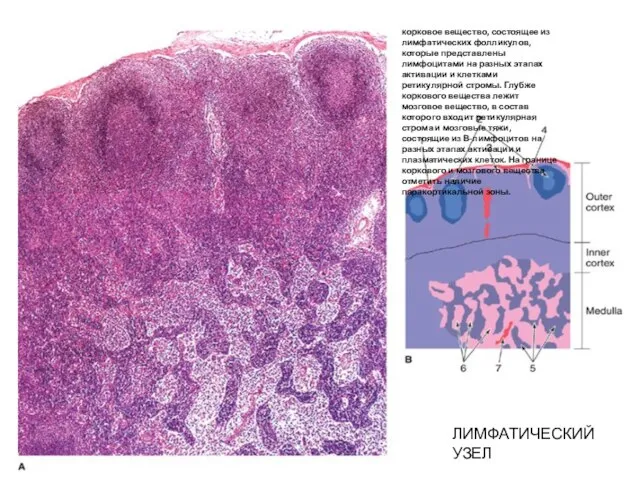 корковое вещество, состоящее из лимфатических фолликулов, которые представлены лимфоцитами на разных этапах