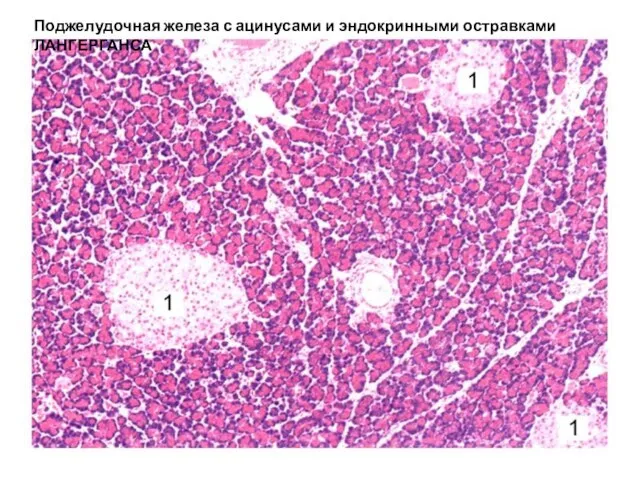 Поджелудочная железа с ацинусами и эндокринными остравками ЛАНГЕРГАНСА