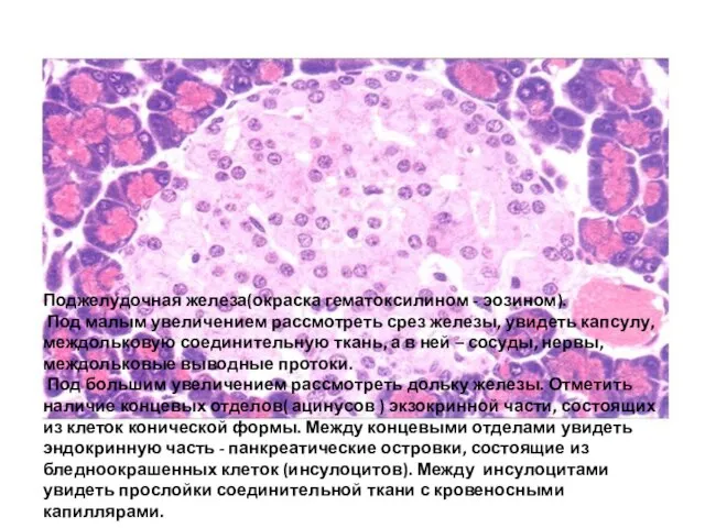 Поджелудочная железа(окраска гематоксилином - эозином). Под малым увеличением рассмотреть срез железы, увидеть