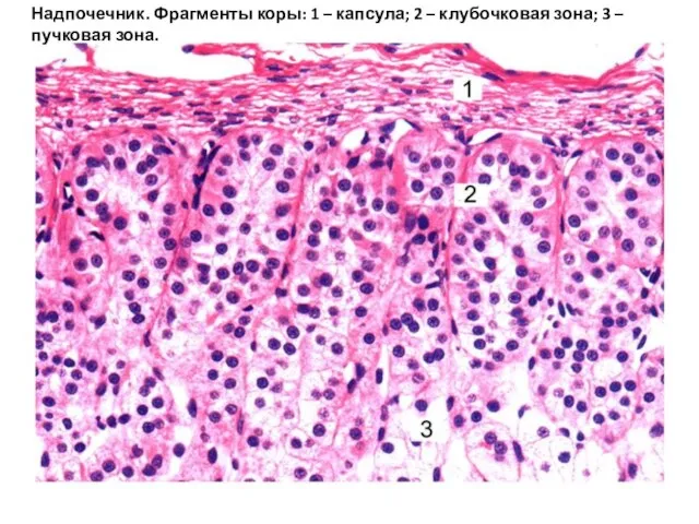 Надпочечник. Фрагменты коры: 1 – капсула; 2 – клубочковая зона; 3 – пучковая зона.