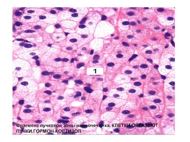 Фрагмент пучковой зоны надпочечника. КЛЕТКИ ОБРАЗУЮТ ПУЧКИ.ГОРМОН-КОРТИЗОЛ