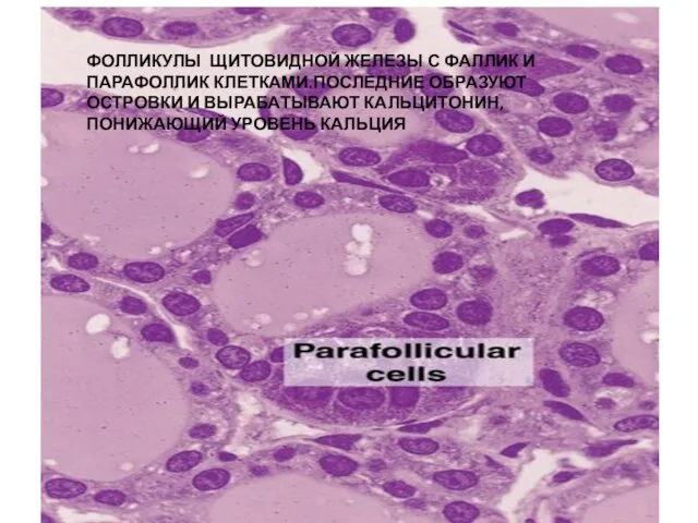 ФОЛЛИКУЛЫ ЩИТОВИДНОЙ ЖЕЛЕЗЫ С ФАЛЛИК И ПАРАФОЛЛИК КЛЕТКАМИ.ПОСЛЕДНИЕ ОБРАЗУЮТ ОСТРОВКИ И ВЫРАБАТЫВАЮТ КАЛЬЦИТОНИН,ПОНИЖАЮЩИЙ УРОВЕНЬ КАЛЬЦИЯ