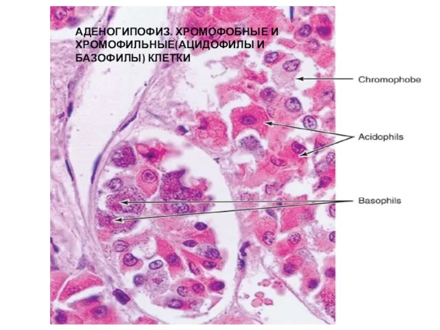 АДЕНОГИПОФИЗ. ХРОМОФОБНЫЕ И ХРОМОФИЛЬНЫЕ(АЦИДОФИЛЫ И БАЗОФИЛЫ) КЛЕТКИ