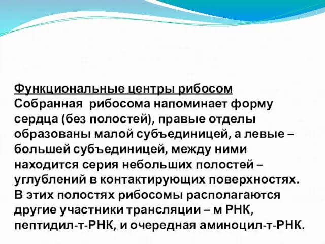 Функциональные центры рибосом Собранная рибосома напоминает форму сердца (без полостей), правые отделы