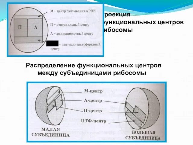 Проекция функциональных центров рибосомы ПТЦ Распределение функциональных центров между субъединицами рибосомы