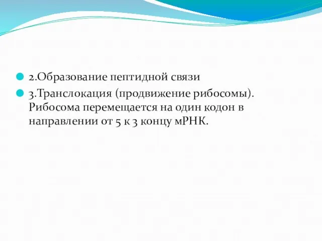 2.Образование пептидной связи 3.Транслокация (продвижение рибосомы). Рибосома перемещается на один кодон в