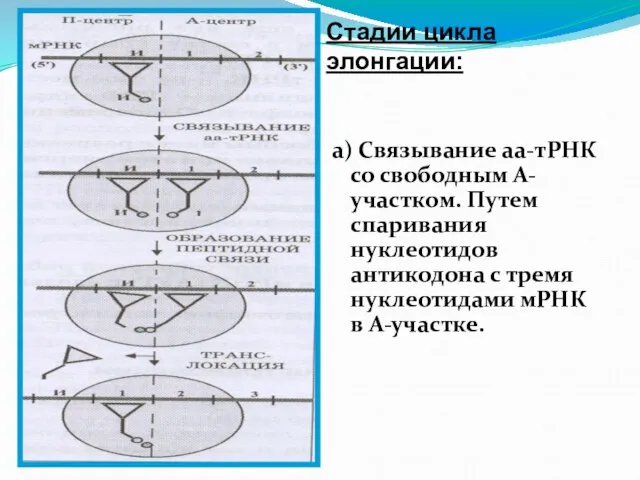 а) Связывание аа-тРНК со свободным А- участком. Путем спаривания нуклеотидов антикодона с