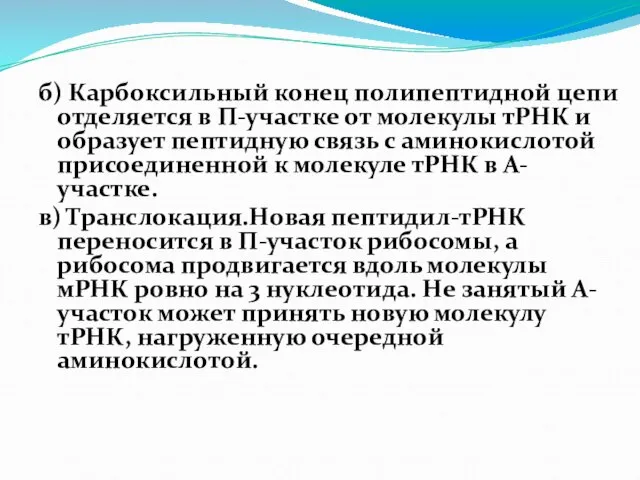 б) Карбоксильный конец полипептидной цепи отделяется в П-участке от молекулы тРНК и