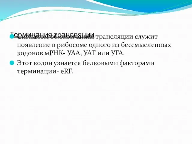 Терминация трансляции Сигналом об окончании трансляции служит появление в рибосоме одного из