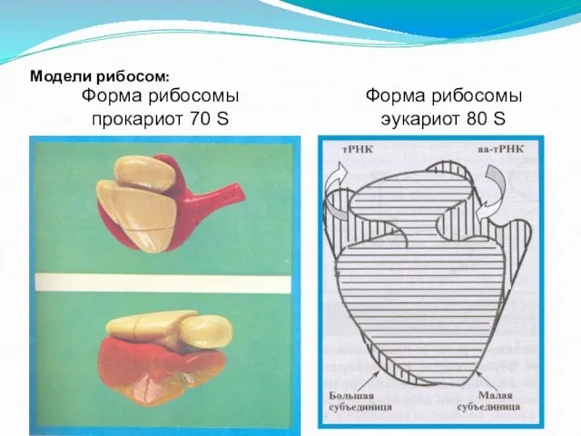 Модели рибосом: Форма рибосомы эукариот 80 S Форма рибосомы прокариот 70 S