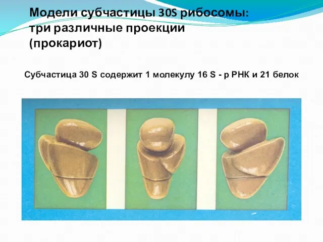 Модели субчастицы 30S рибосомы: три различные проекции (прокариот) Субчастица 30 S содержит