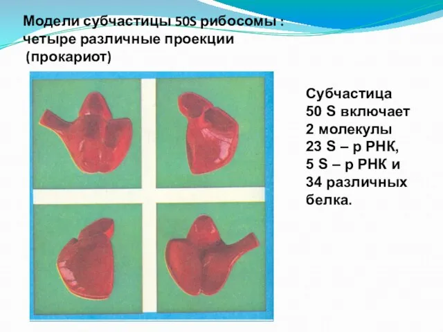Модели субчастицы 50S рибосомы : четыре различные проекции (прокариот) Субчастица 50 S