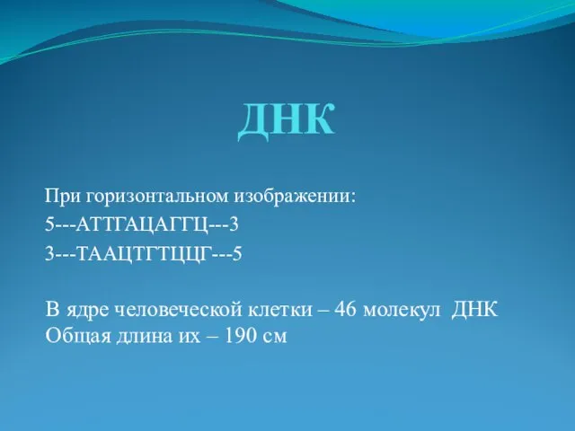 ДНК При горизонтальном изображении: 5---АТТГАЦАГГЦ---3 3---ТААЦТГТЦЦГ---5 В ядре человеческой клетки – 46