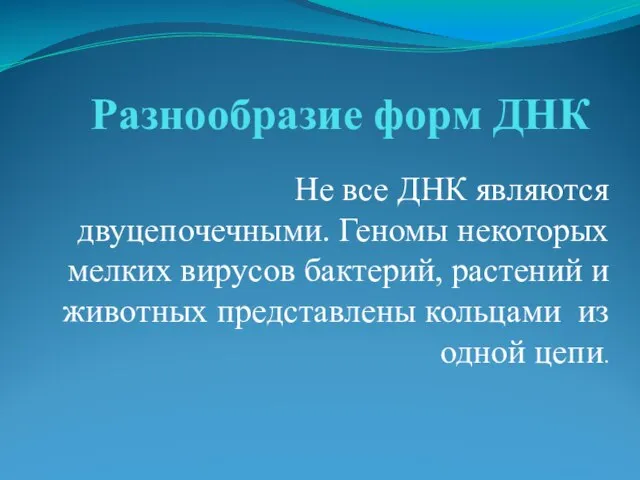 Разнообразие форм ДНК Не все ДНК являются двуцепочечными. Геномы некоторых мелких вирусов