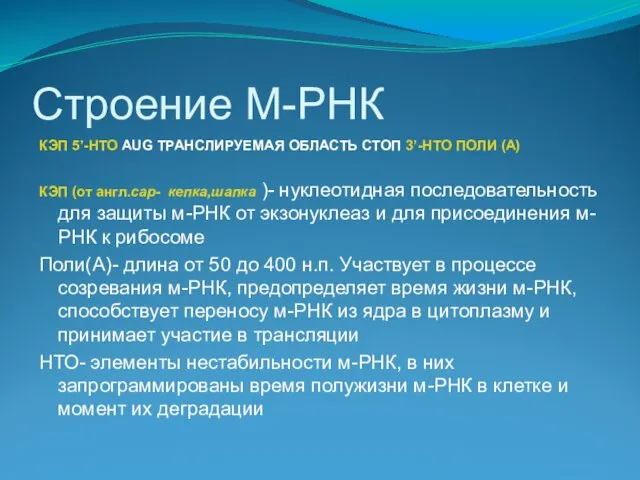 Строение М-РНК КЭП 5’-НТО AUG ТРАНСЛИРУЕМАЯ ОБЛАСТЬ СТОП 3’-НТО ПОЛИ (А) КЭП