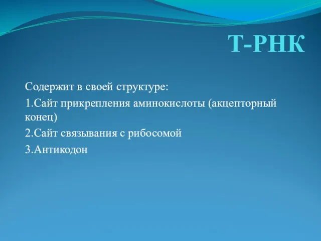 Т-РНК Содержит в своей структуре: 1.Сайт прикрепления аминокислоты (акцепторный конец) 2.Сайт связывания с рибосомой 3.Антикодон