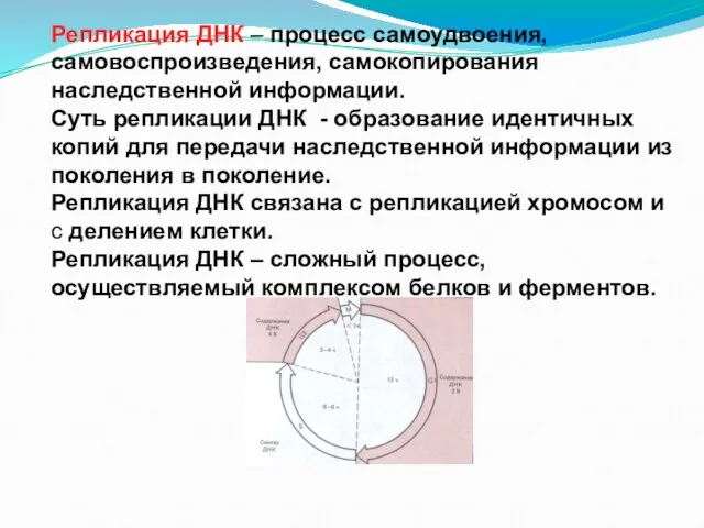 Репликация ДНК – процесс самоудвоения, самовоспроизведения, самокопирования наследственной информации. Суть репликации ДНК