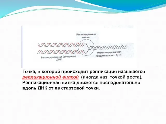 Молекула ДНК, вступающая в репликацию: Точка, в которой происходит репликация называется репликационной