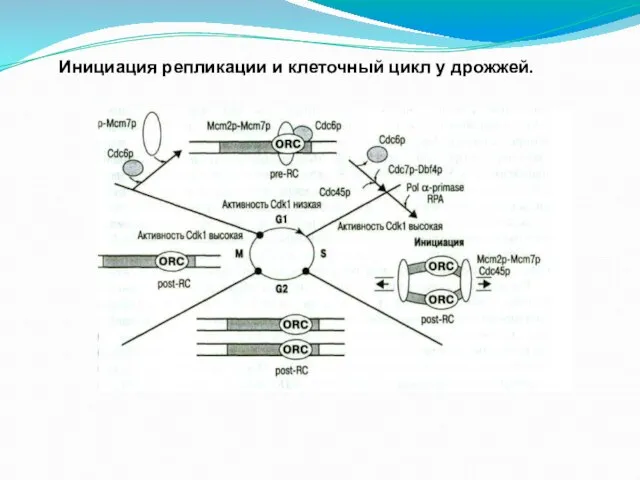 Инициация репликации и клеточный цикл у дрожжей.