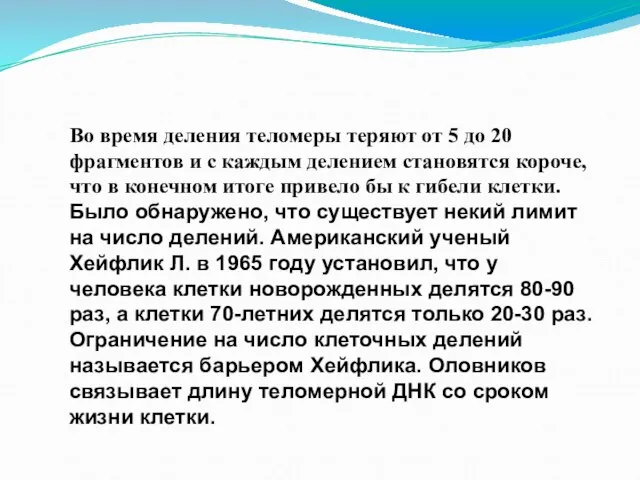 Во время деления теломеры теряют от 5 до 20 фрагментов и с