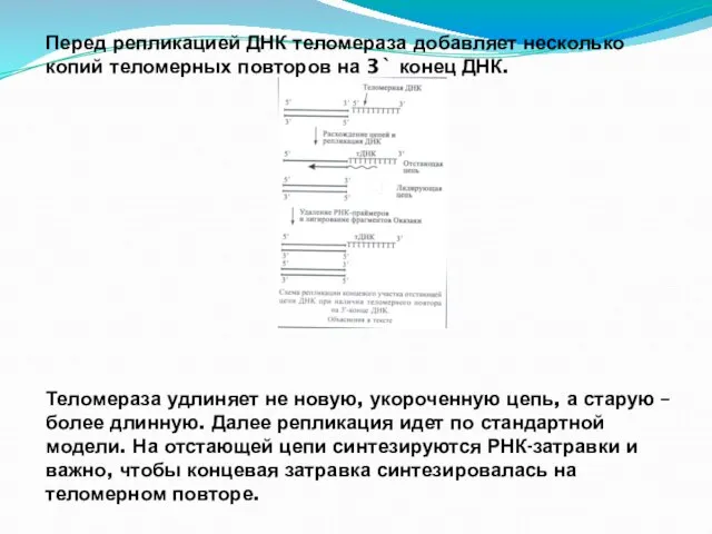 Перед репликацией ДНК теломераза добавляет несколько копий теломерных повторов на 3` конец