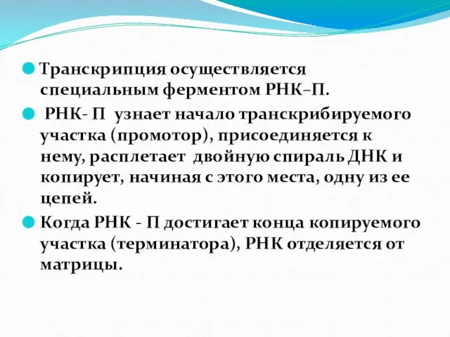 Транскрипция осуществляется специальным ферментом РНК–П. РНК- П узнает начало транскрибируемого участка (промотор),