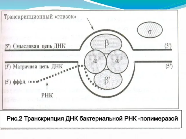 Рис.2 Транскрипция ДНК бактериальной РНК -полимеразой