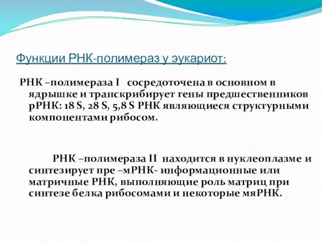 Функции РНК-полимераз у эукариот: РНК –полимераза І сосредоточена в основном в ядрышке