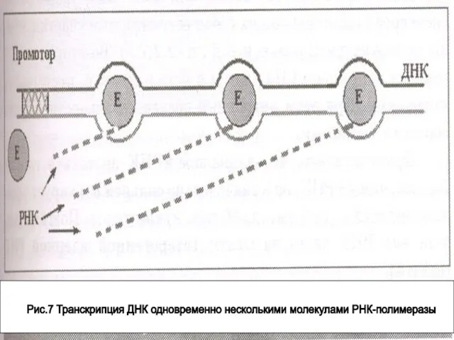 Рис.7 Транскрипция ДНК одновременно несколькими молекулами РНК-полимеразы