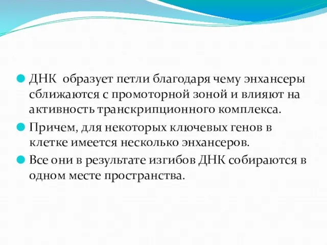 ДНК образует петли благодаря чему энхансеры сближаются с промоторной зоной и влияют