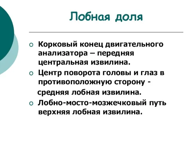 Лобная доля Корковый конец двигательного анализатора – передняя центральная извилина. Центр поворота