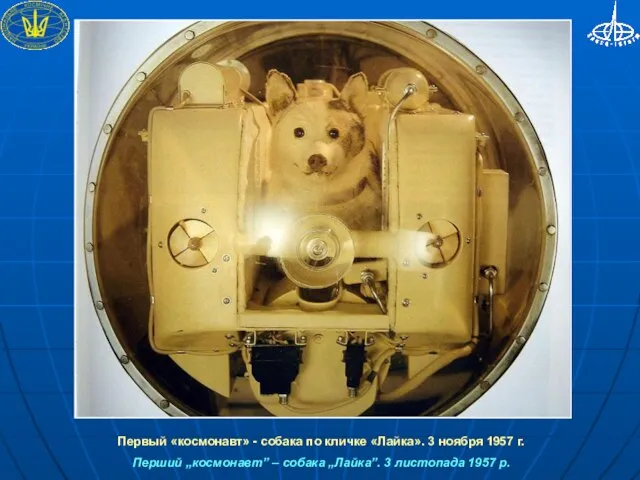 Первый «космонавт» - собака по кличке «Лайка». 3 ноября 1957 г. Перший