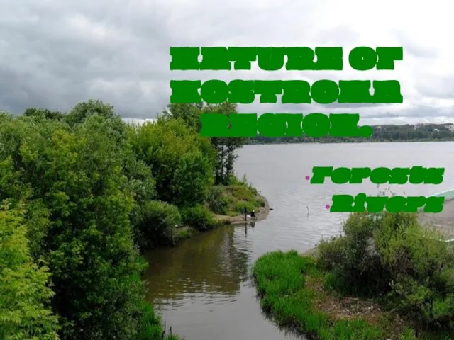 NATURE OF KOSTROMA REGION. Forests Rivers